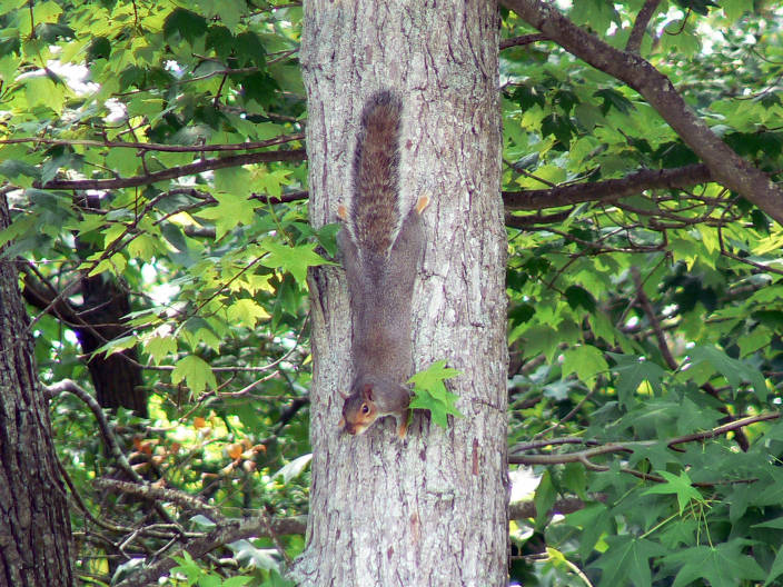This squirrel deserves to outrank your startup.