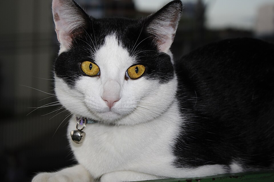 My cat is better looking than yours.